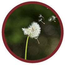 MyApotecaNatura Community